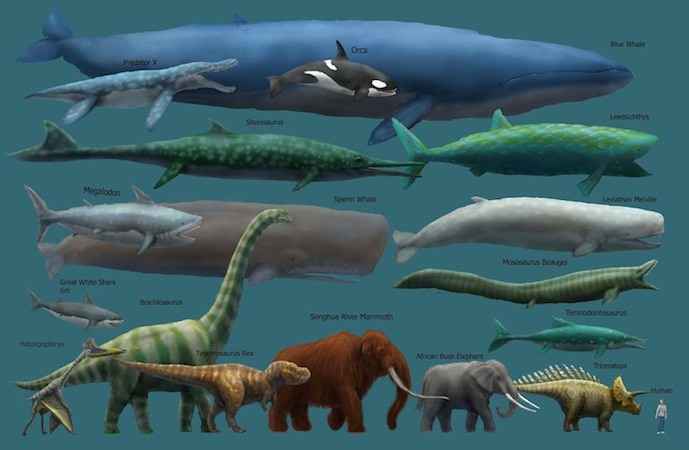 blue whale compare