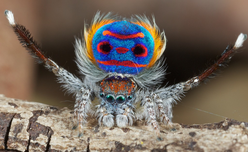 peacock spider