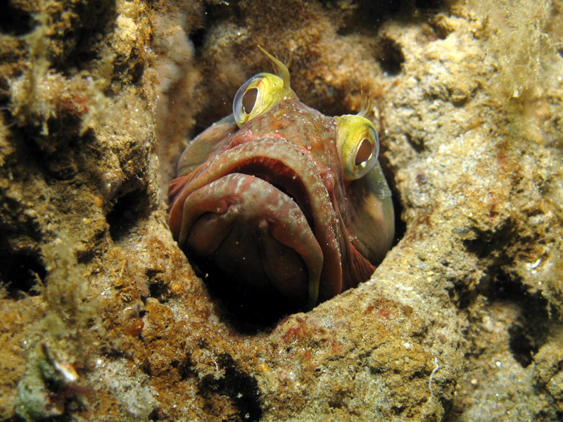 fringehead