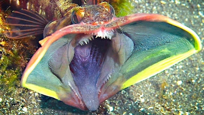 fringehead2