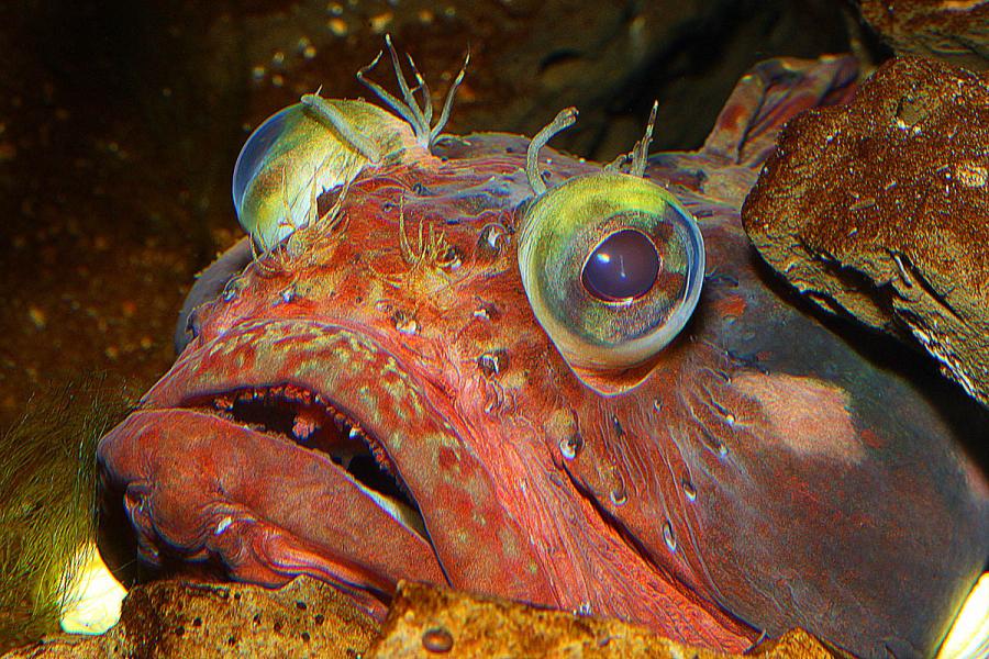 fringehead3