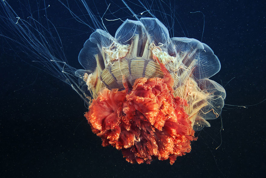 jellyfish