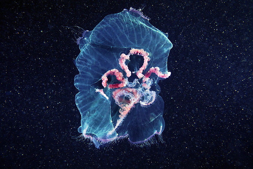 jellyfish10