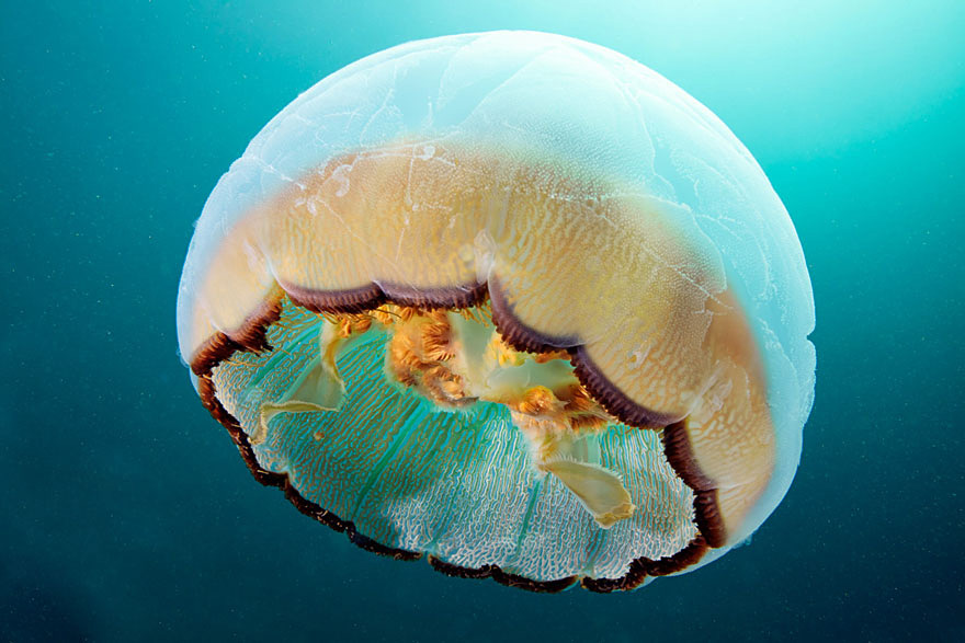 jellyfish11