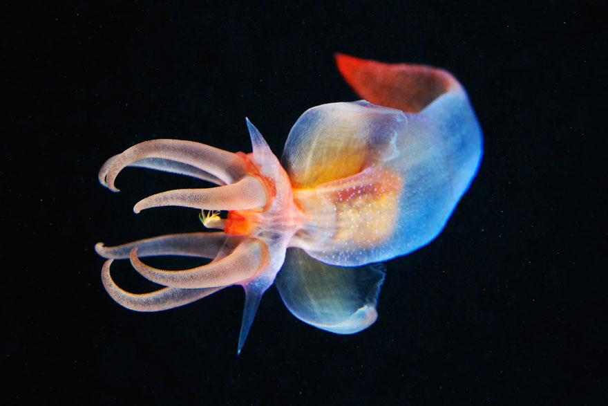 jellyfish16