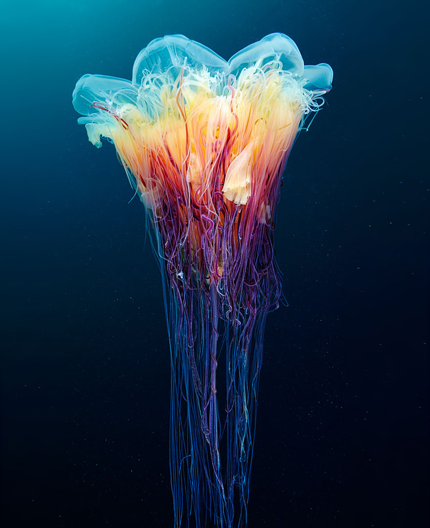 jellyfish3