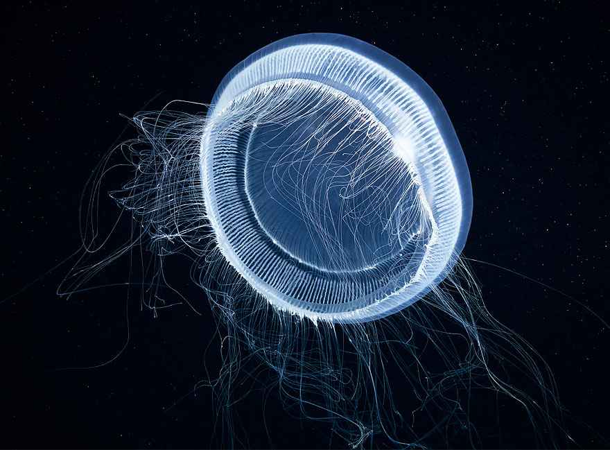 jellyfish4