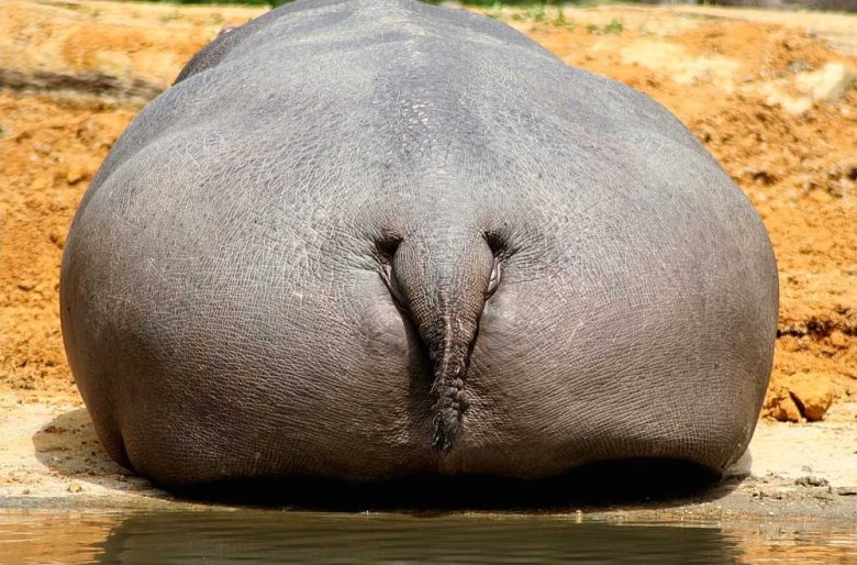 hippo2. 