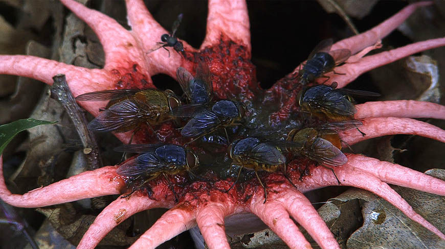 mushroom flies