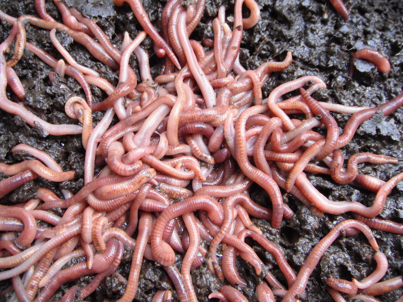 worms