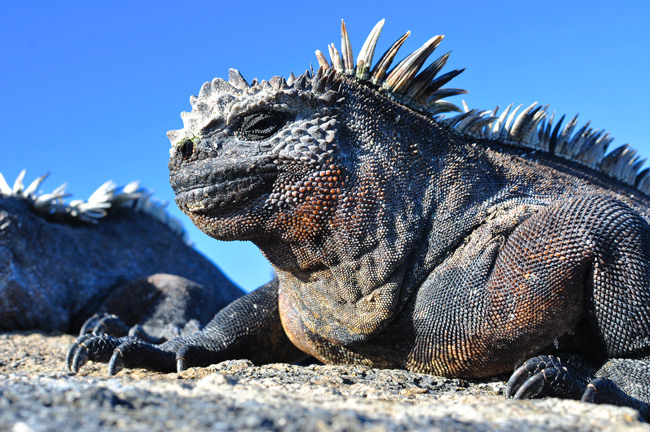 marineiguana