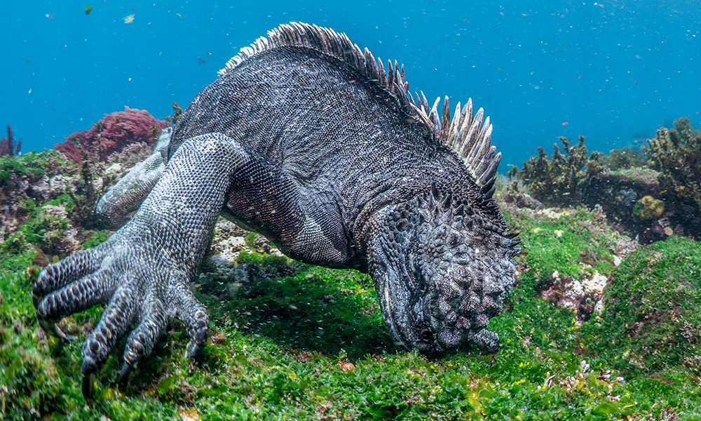 marineiguana5