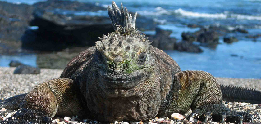 marineiguanas2